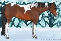 Horse Color:Bay Splash Tobiano