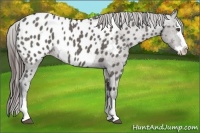 Horse Color:Grullo Sabino Splash Appaloosa Rabicano 