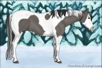 Horse Color:Grullo Splash Tobiano