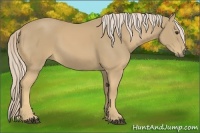 Horse Color:Palomino