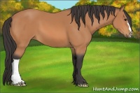 Horse Color:Buckskin 
