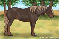Horse Color:Liver Chestnut 