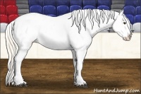 Horse Color:Palomino Appaloosa