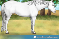 Horse Color:Buckskin Ice Appaloosa 