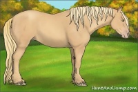 Horse Color:Gold Champagne 