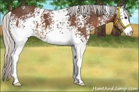 Horse Color:White Spotted Silver Brown Sabino