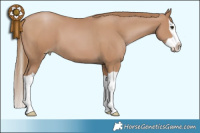 Horse Color:Black Pearl Splash 