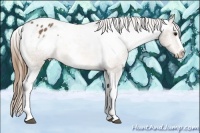Horse Color:White Spotted Buckskin Splash Tobiano Appaloosa 