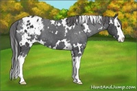 Horse Color:White Spotted Black Splash Appaloosa 
