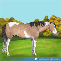 Horse Color:Amber Champagne Splash Tobiano