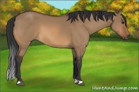 Horse Color:Bay Dun