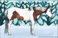 Horse Color:Bay Splash Tobiano Rabicano