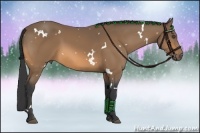 Horse Color:White Spotted Buckskin