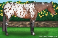 Horse Color:White Spotted Bay Appaloosa