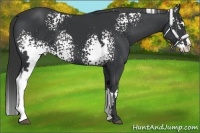 Horse Color:White Spotted Black Splash Frame 