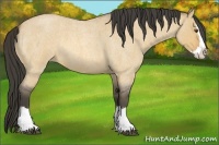 Horse Color:Buckskin Roan Dun Splash