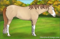Horse Color:Gold Champagne Dun Splash Rabicano 