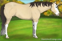 Horse Color:Amber Champagne Dun Splash 