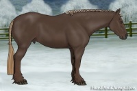 Horse Color:Liver Chestnut Frame 
