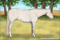 Horse Color:Smoky Creme Roan Rabicano 