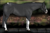 Horse Color:Black Splash Tobiano 