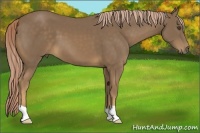 Horse Color:Chocolate Palomino 