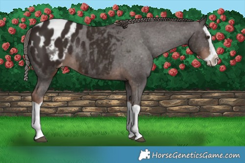Horse Color:Liver Chestnut Splash Appaloosa Rabicano 