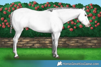 Horse Color:Liver Chestnut Splash Appaloosa Rabicano 