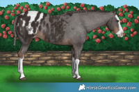Horse Color:Liver Chestnut Splash Appaloosa Rabicano 