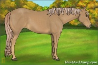 Horse Color:Palomino Frame 