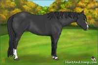Horse Color:Black Sabino