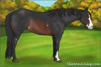 Horse Color:White Spotted Brown Splash Frame Rabicano 
