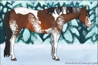 Horse Color:White Spotted Bay Tobiano