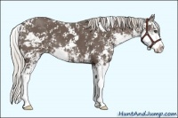 Horse Color:Silver Black Sabino 