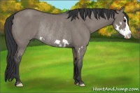 Horse Color:Grullo Splash Frame Rabicano 