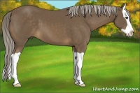 Horse Color:Chocolate Palomino Splash
