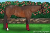 Horse Color:Bay  Brindle