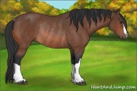 Horse Color:Bay Rabicano 