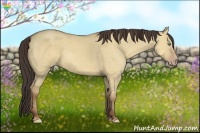 Horse Color:Amber Champagne Dun 