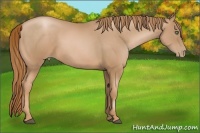 Horse Color:Chestnut Pearl