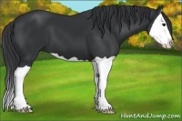 Horse Color:Black Splash 