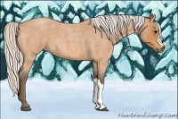 Horse Color:Silver Bay Roan