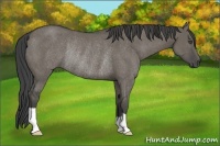 Horse Color:Unknown 