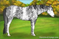 Horse Color:White Spotted Smoky Blue Roan 