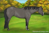 Horse Color:Grullo Sabino 