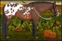 Horse Color:Bay Splash Appaloosa 