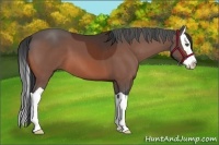 Horse Color:Bay Splash 