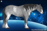 Horse Color:White Spotted Blue Roan Splash Rabicano