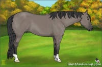 Horse Color:Grullo 