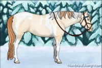 Horse Color:Buckskin Pearl Dun Tobiano